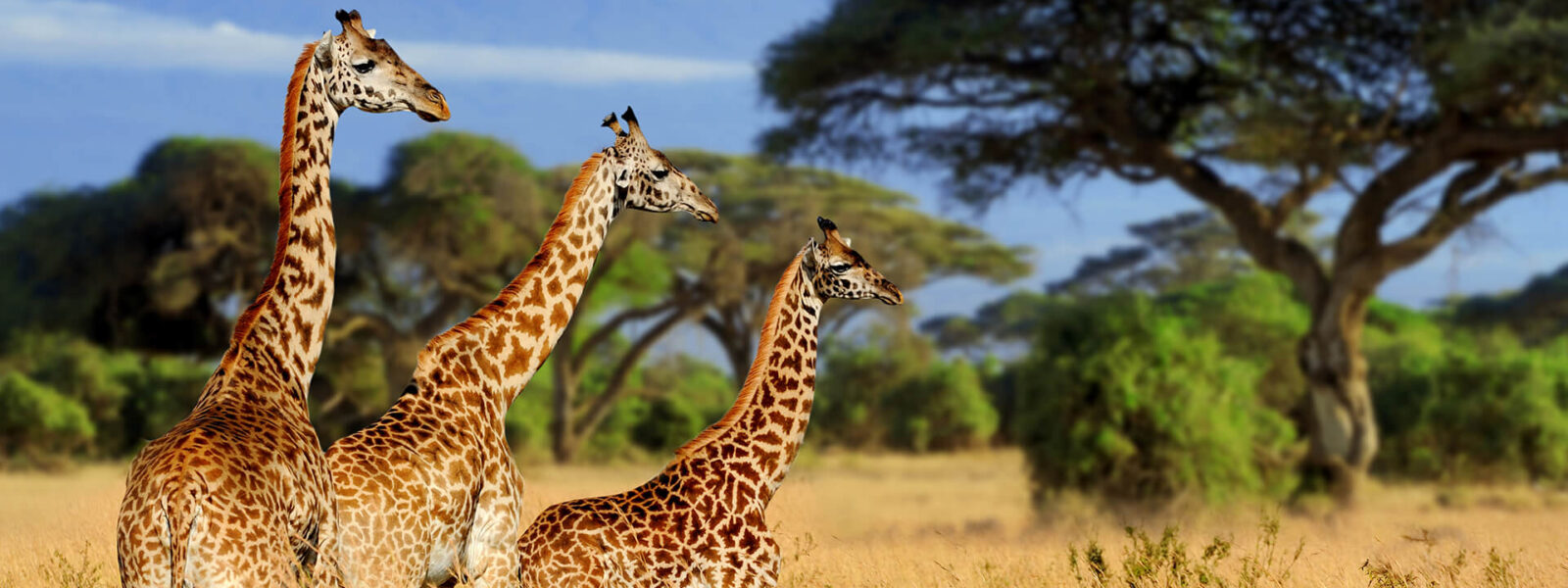 Tarangire