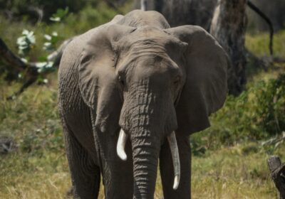 Responsible Safari Travel in Tanzania: How to Make a Positive Impact