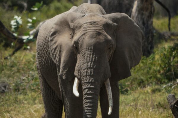 3 Days Northern Tanzania Safari