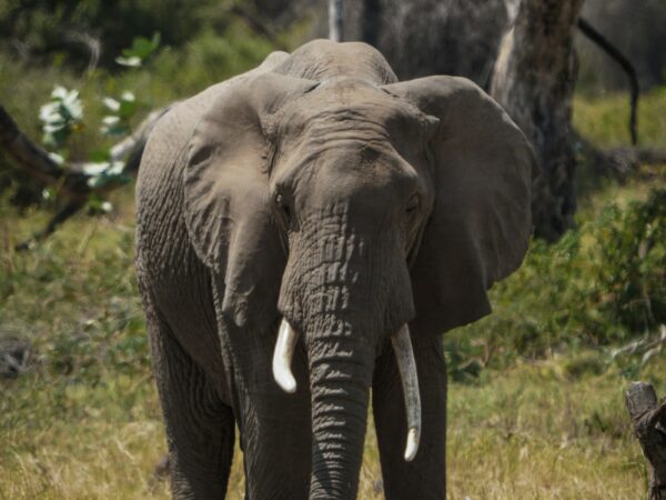 3 Days Northern Tanzania Safari