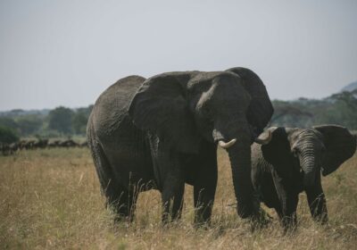 A 7-Day Northern Tanzania Safari Itinerary