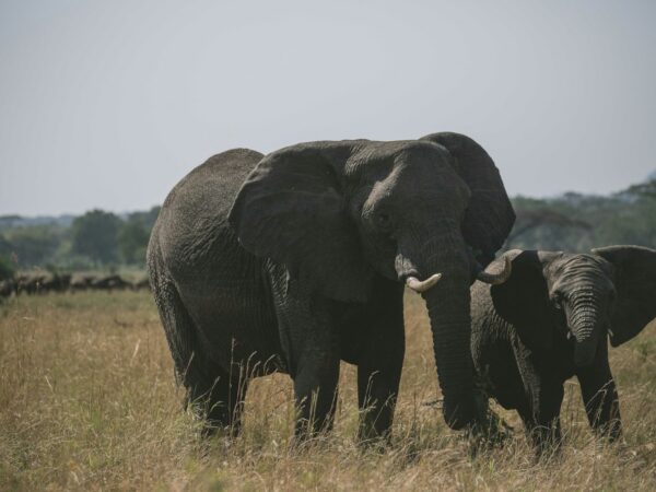 7 Days Northern Circuit Safari