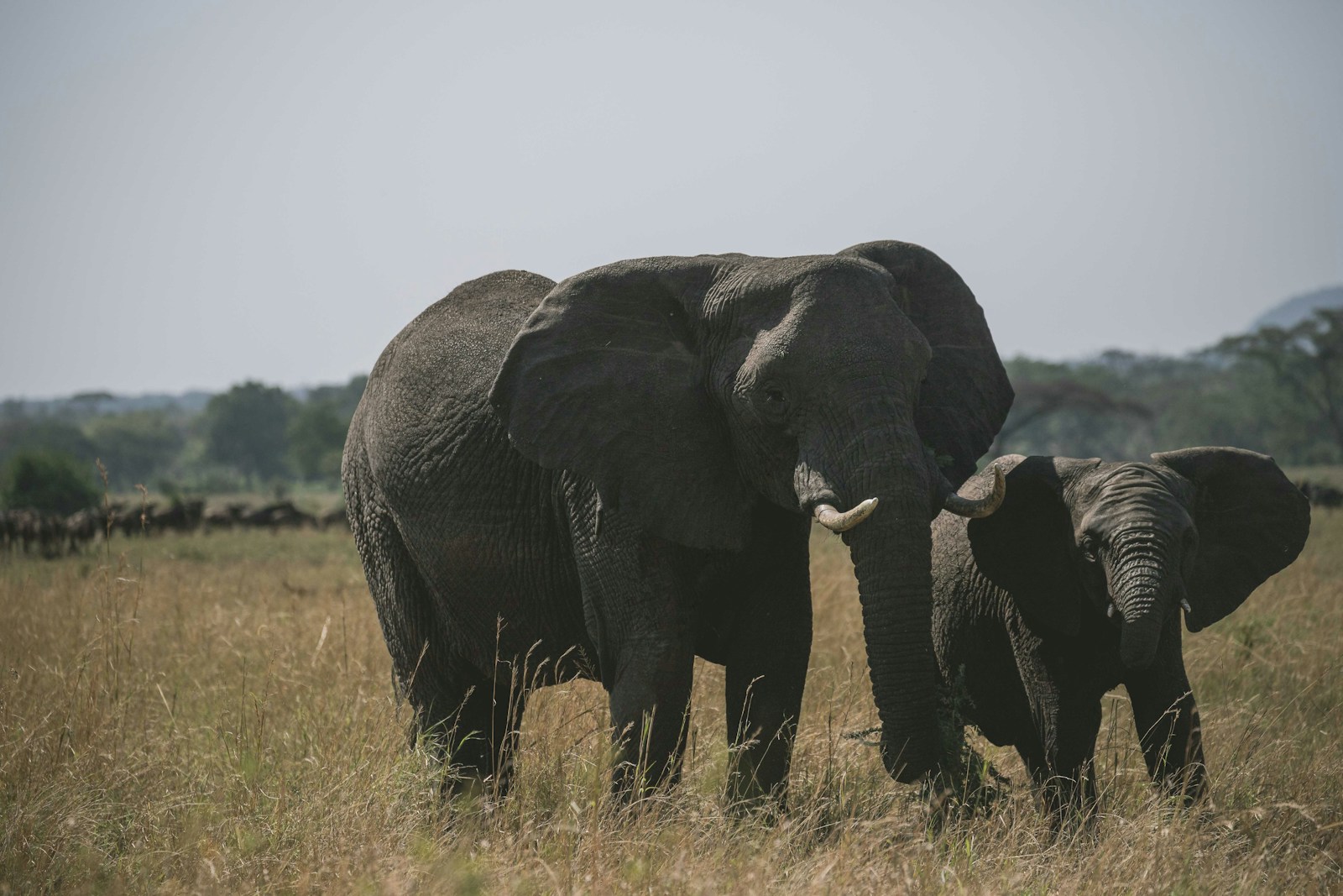 Elephants in northern Tanzania