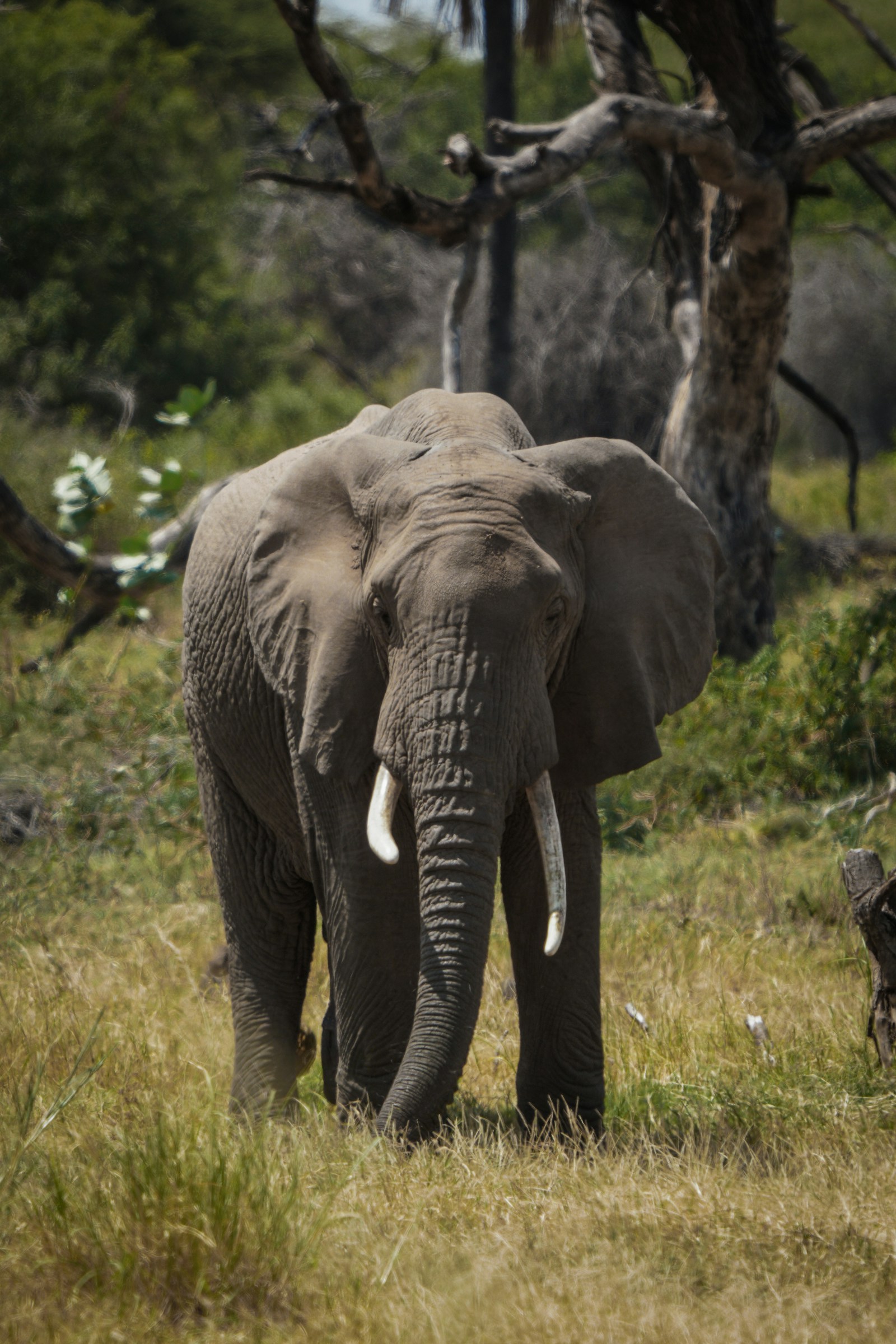 Elephant near a Tanzania safari lodge