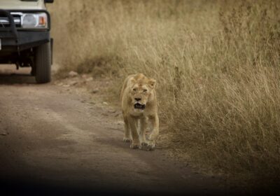 Ngorongoro Crater Safari: Everything You Need to Know