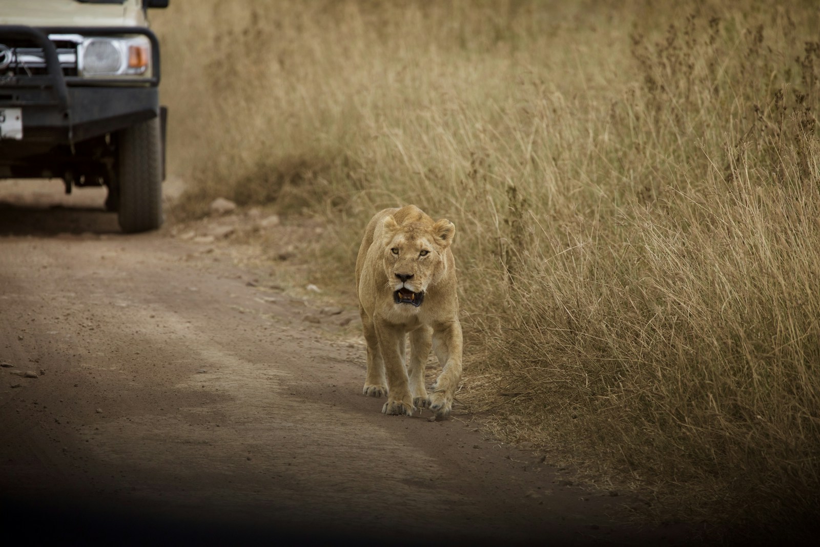 Lioness in Tanzania