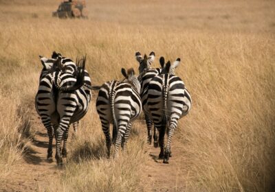 Serengeti Safari Guide: Wildlife, Landscapes and the Great Migration
