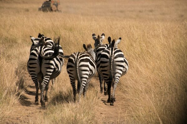 5-Day Safari: Ndutu, Ngorongoro & Serengeti