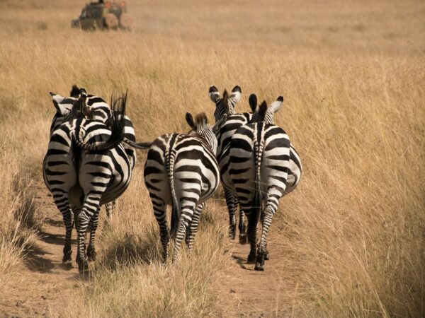 5-Day Safari: Ndutu, Ngorongoro & Serengeti