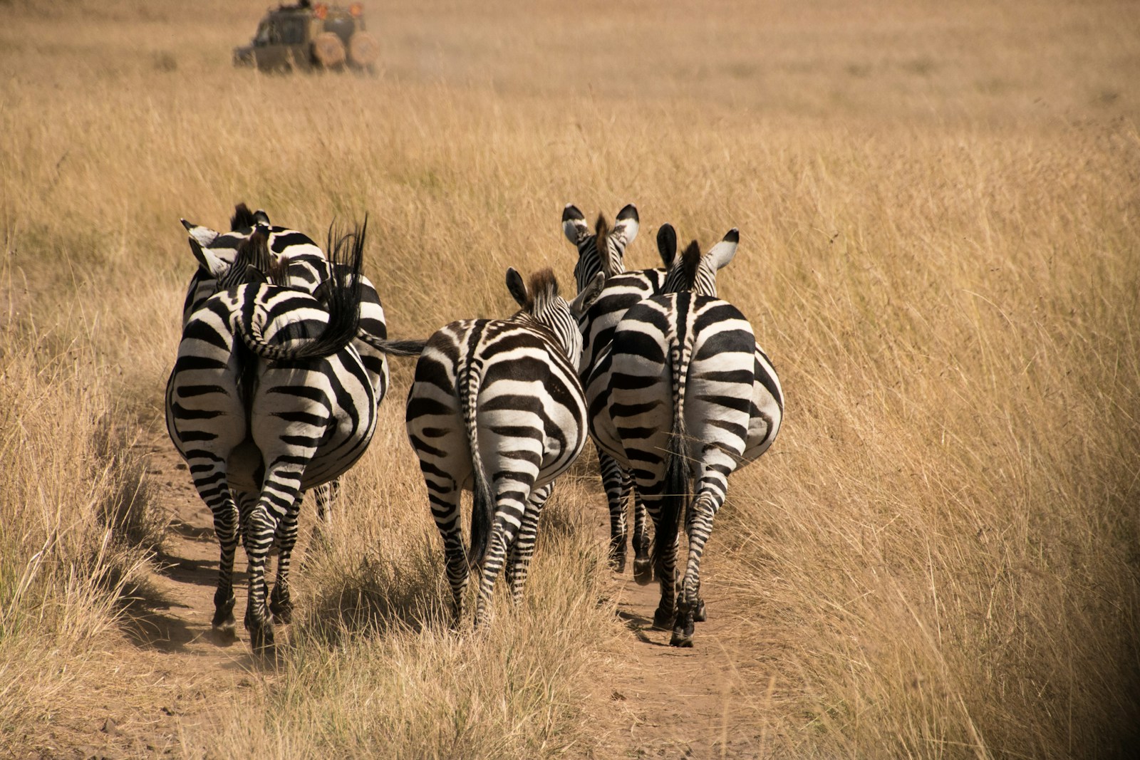 Zebras on the Serengeti plains