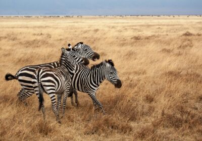What to Pack for a Tanzania Safari: A Practical Checklist