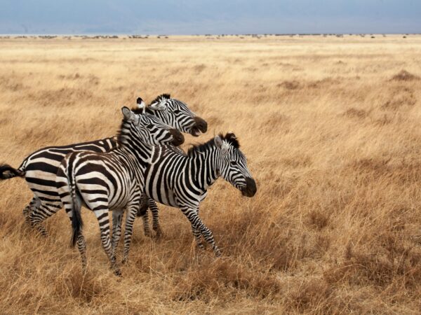 4-Day Safari at Ngorongoro & Serengeti