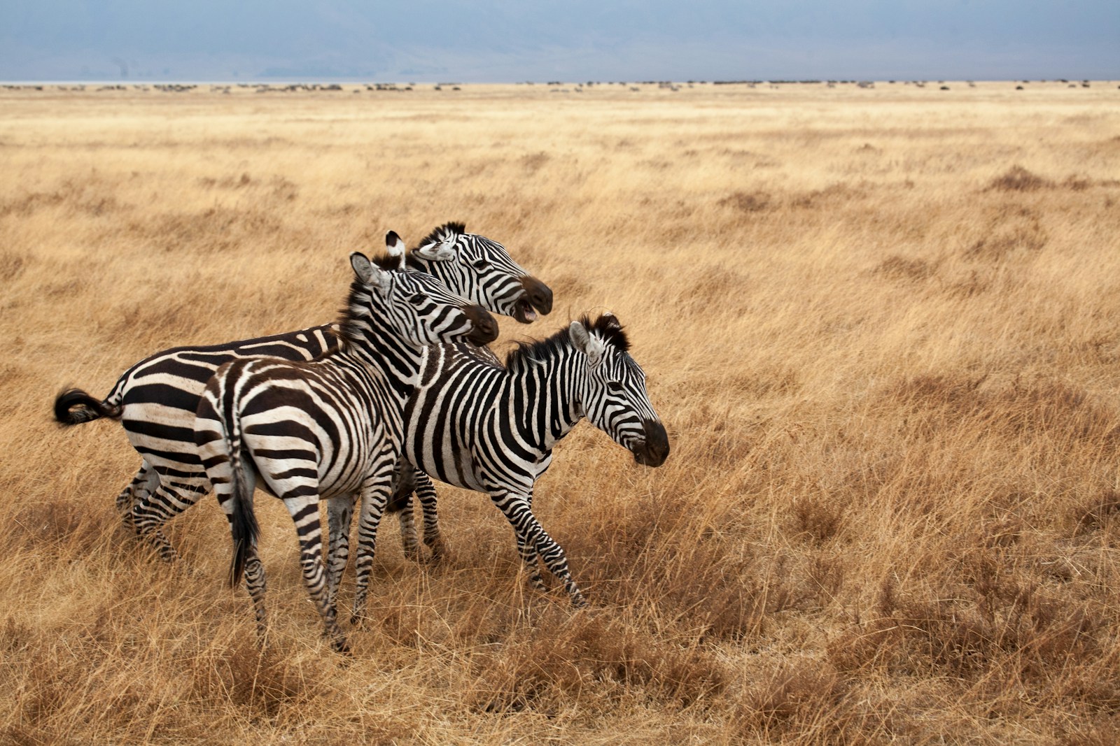 Zebras in Tanzania